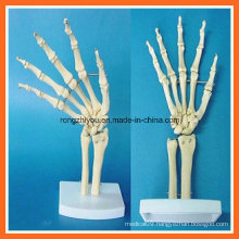 Human Anatomical Simulation Hand Joint Skeleton Model for Medical Teaching